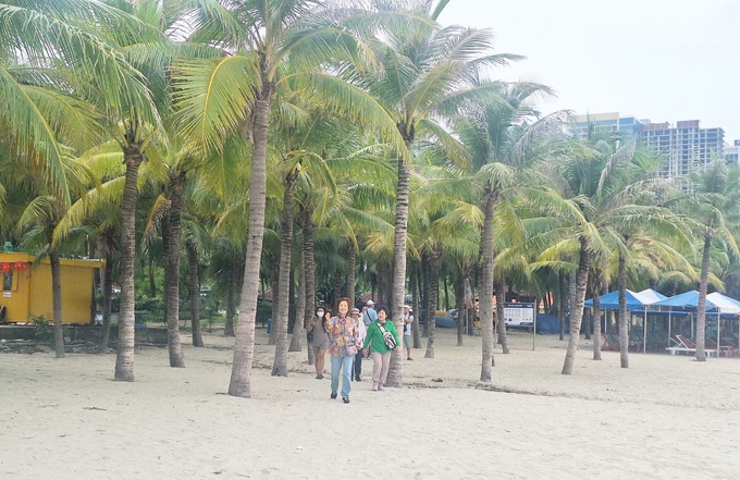 Danang to plant 3,500 coconut trees at beaches - 1