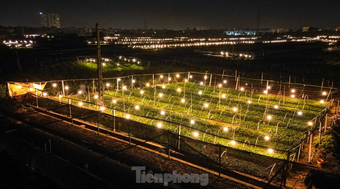 Hanoi flower hub keeps lights on to bloom on time for Tet - 3