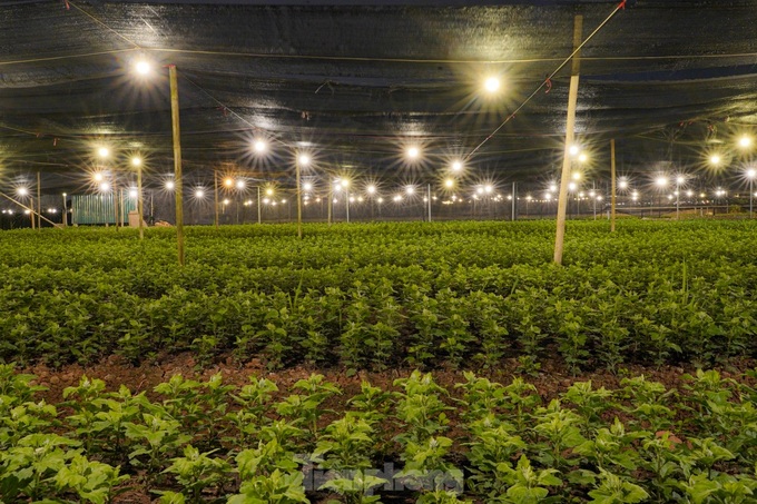 Hanoi flower hub keeps lights on to bloom on time for Tet - 1