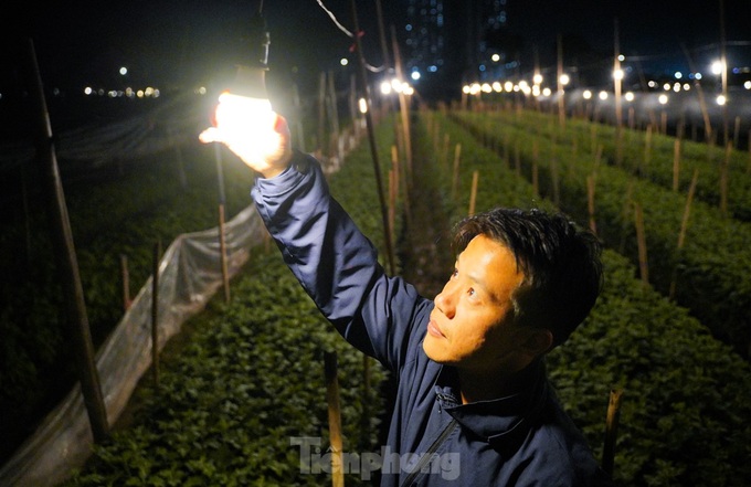 Hanoi flower hub keeps lights on to bloom on time for Tet - 4