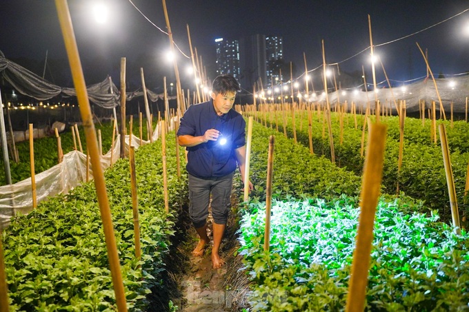 Hanoi flower hub keeps lights on to bloom on time for Tet - 5