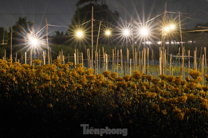 Hanoi flower hub keeps lights on to bloom on time for Tet - 6