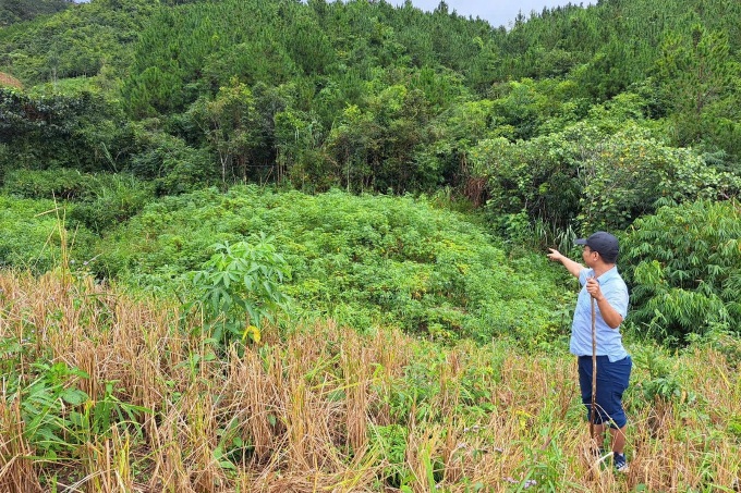 Over 11 hectares of forest disappear in Kon Tum - 1