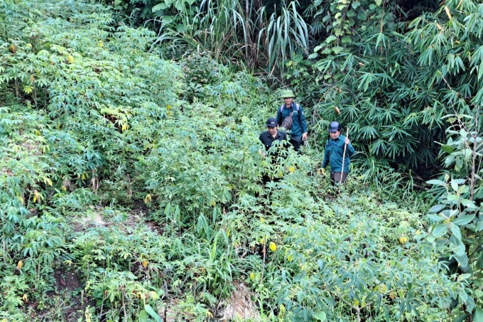 Over 11 hectares of forest disappear in Kon Tum - 2