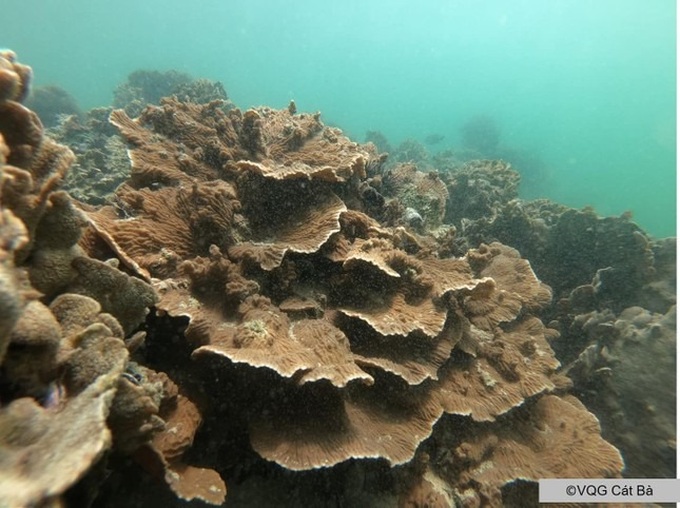 Cat Ba's coral reefs rapidly declining - 4