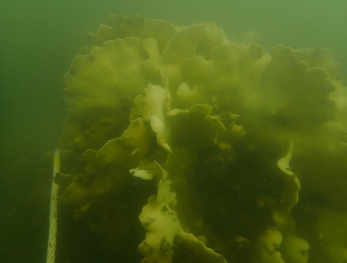 Cat Ba's coral reefs rapidly declining - 5