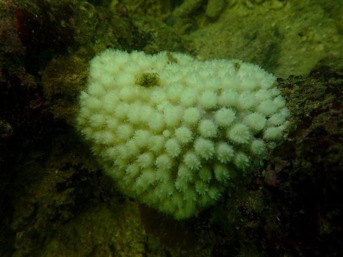 Cat Ba's coral reefs rapidly declining - 3