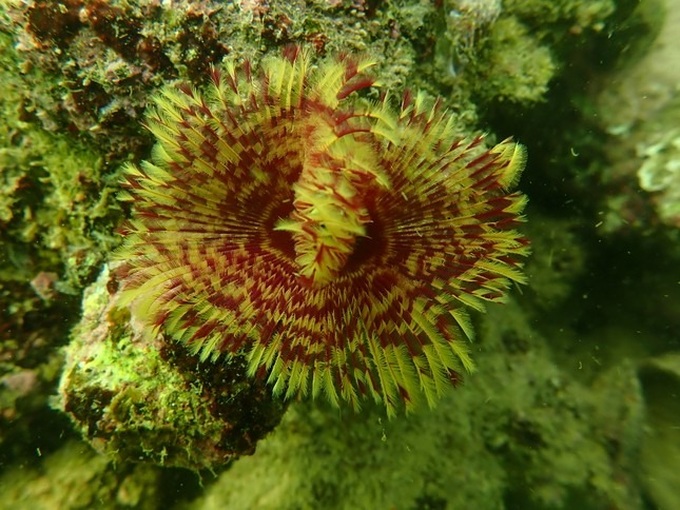 Cat Ba's coral reefs rapidly declining - 1