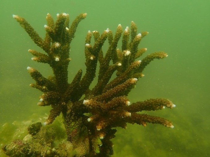 Cat Ba's coral reefs rapidly declining - 2