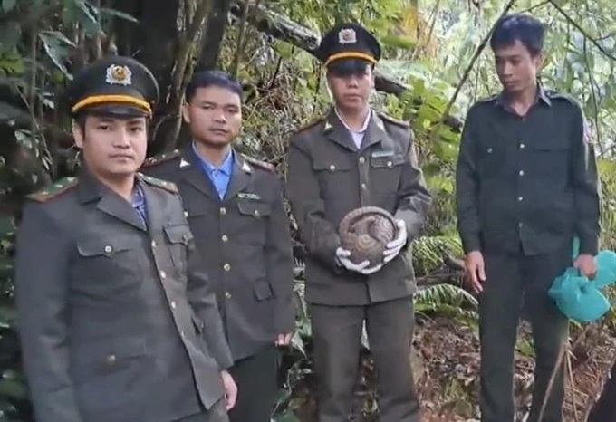 Thua Thien-Hue residents hand over rare wild animals - 1