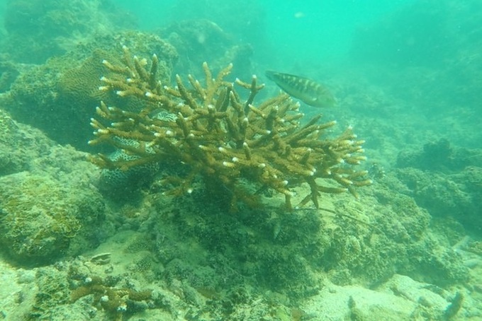 Cat Ba's coral reefs rapidly declining - 7