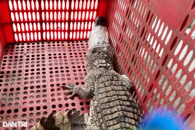 Crocodile found in HCM City yard - 1