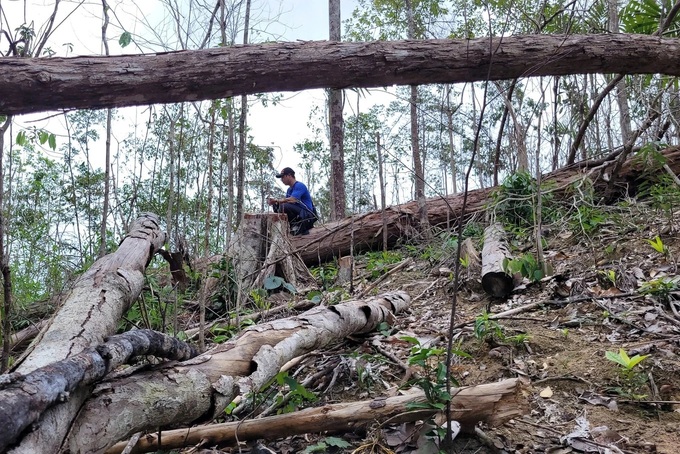 Over 120 trees destroyed in Gia Lai forest - 1