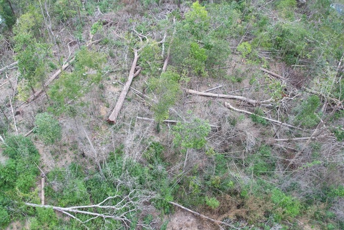 Over 120 trees destroyed in Gia Lai forest - 2