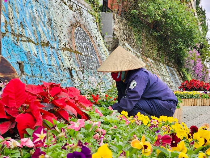 Dalat streets burst with colour ahead of flower festival - 5