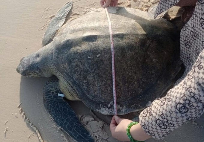 Quang Tri fishermen rescue rare hawksbill turtle - 1