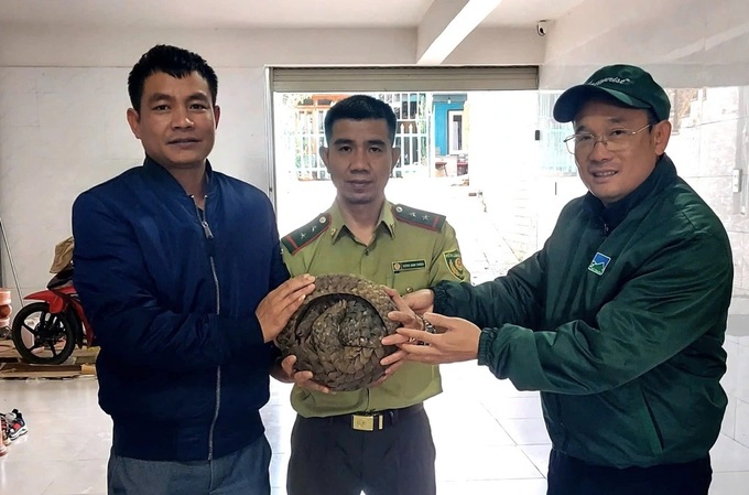 Rare pangolin spotted on Lam Dong road - 1