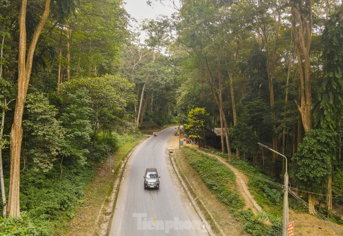 Beauty of primaeval forest in Nghe An - 6