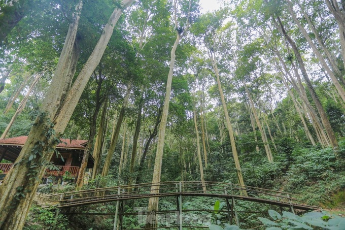 Beauty of primaeval forest in Nghe An - 2