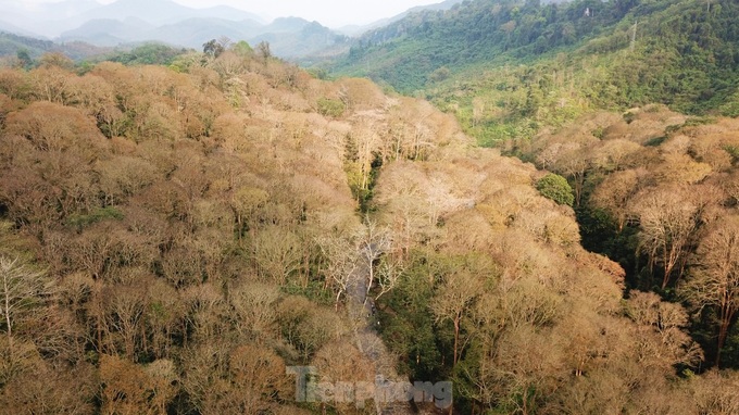 Beauty of primaeval forest in Nghe An - 7