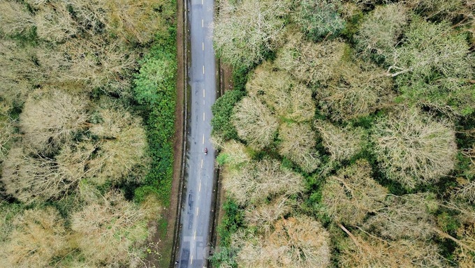 Beauty of primaeval forest in Nghe An - 4