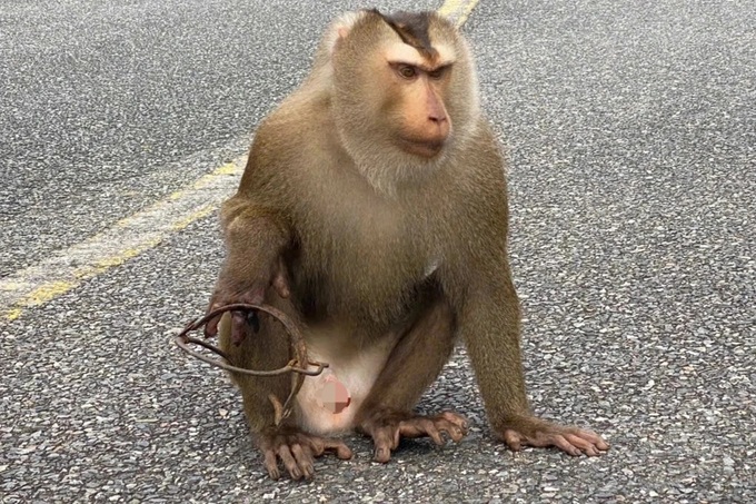 Rescue of wounded monkey in Son Tra underway - 1