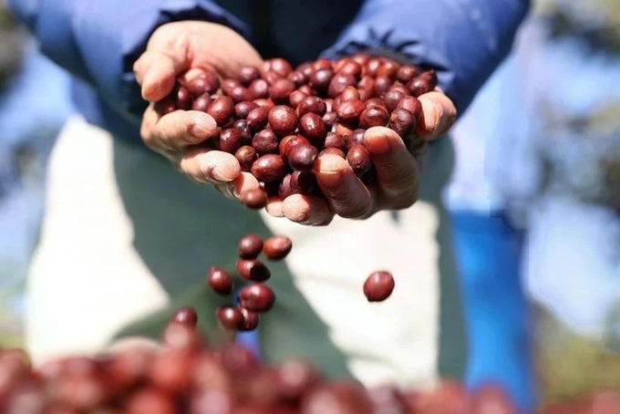 Global coffee production to surge on Vietnam, Indonesia’s rebounding output - 1