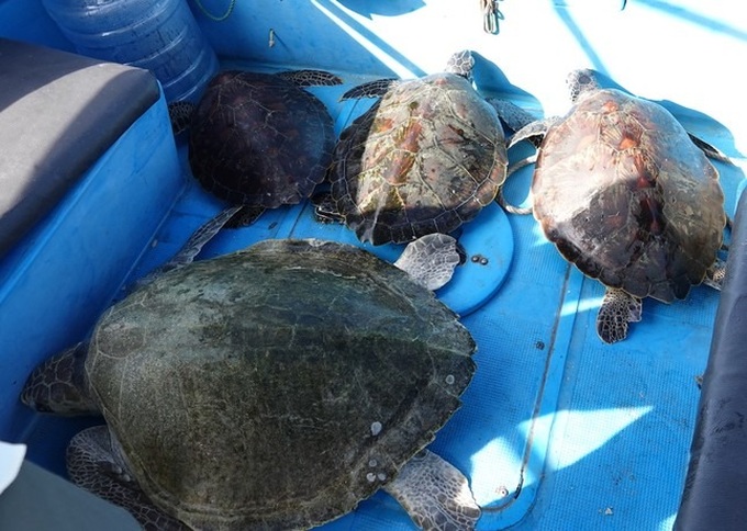 Four rare sea turtles released back into wild - 2