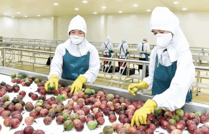 Additional Vietnamese fruits given green-light to enter US and Australia - 1