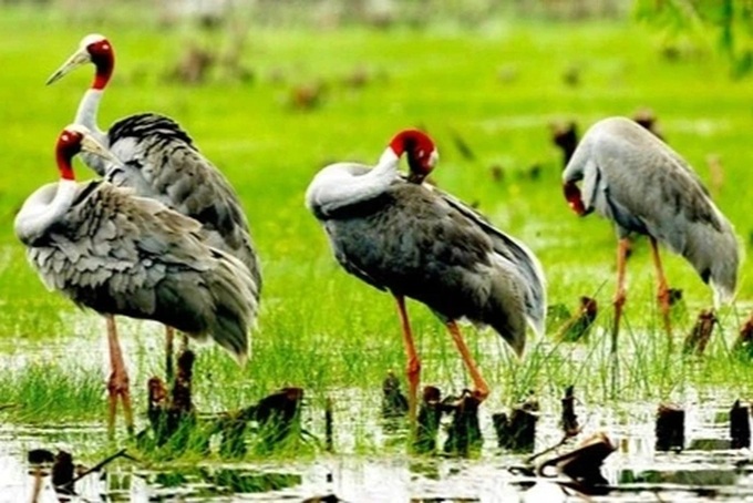 Red-crowned cranes unexpectedly arrive at Dong Thap national park - 2