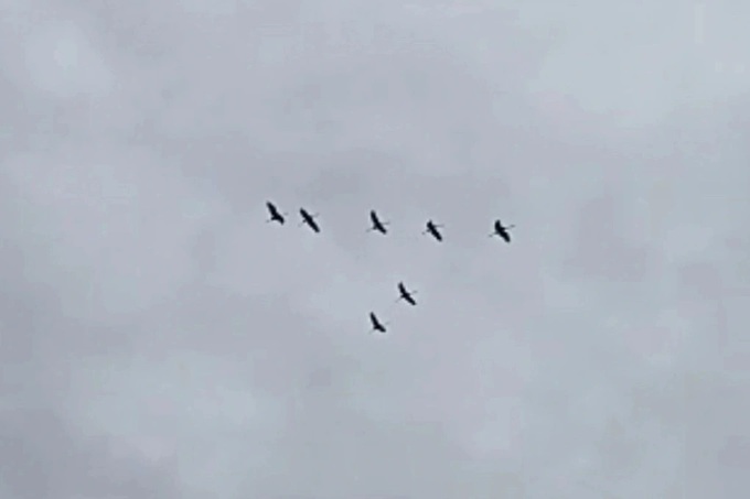 Red-crowned cranes unexpectedly arrive at Dong Thap national park - 1