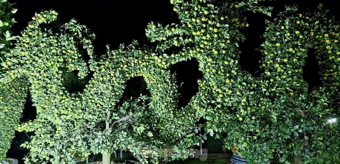 Hung Yen farmers prepare kumquat trees for Tet decorations - 7