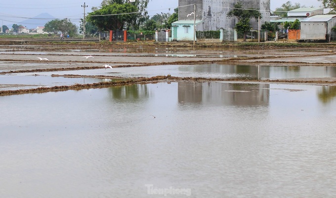 Prolonged rains flood Binh Dinh fields - 4