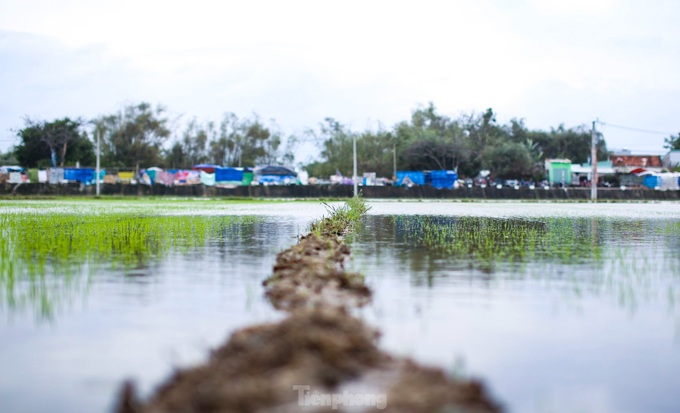 Prolonged rains flood Binh Dinh fields - 1