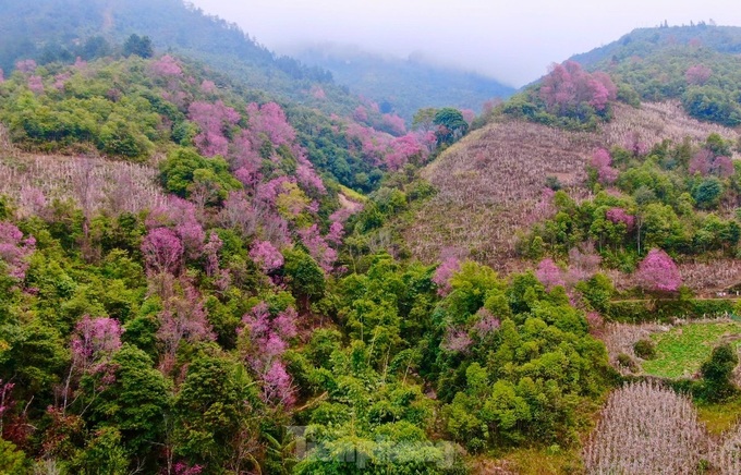 Wild Himalayan cherry blossom season in northwestern region - 2 Wild Himalayan cherry blossom season in northwestern region - 2