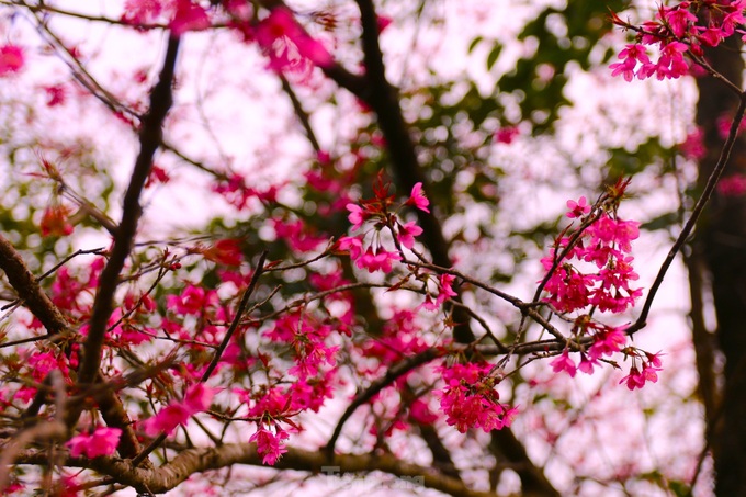 Wild Himalayan cherry blossom season in northwestern region - 8