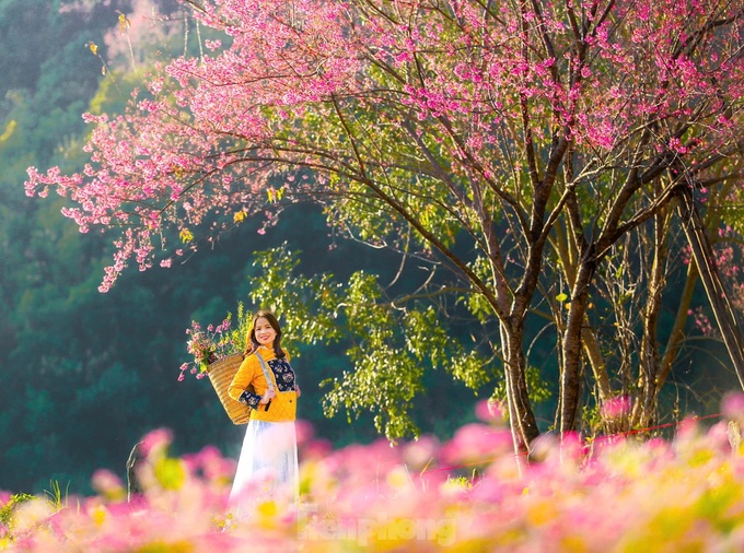 Wild Himalayan cherry blossom season in northwestern region - 4 Wild Himalayan cherry blossom season in northwestern region - 4