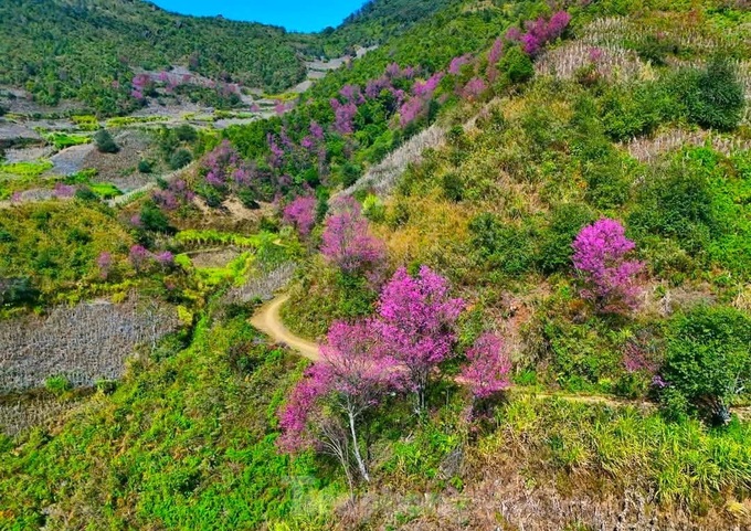 Wild Himalayan cherry blossom season in northwestern region - 6 Wild Himalayan cherry blossom season in northwestern region - 6