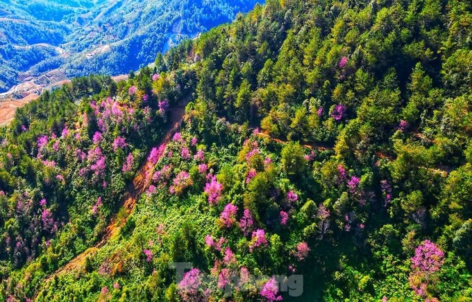 Wild Himalayan cherry blossom season in northwestern region - 7 Wild Himalayan cherry blossom season in northwestern region - 7