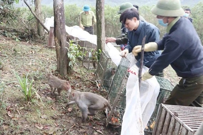 Ha Tinh: 90 wild animals released back to nature - 1 Ha Tinh: 90 wild animals released back to nature - 1