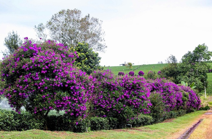 Melastome flowers blooming at Lam Dong tea farm - 6