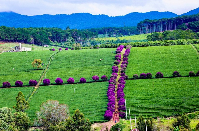 Melastome flowers blooming at Lam Dong tea farm - 1