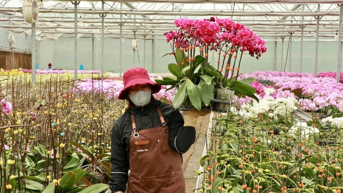 Flower villages in Lam Dong gear up for Tet - 2