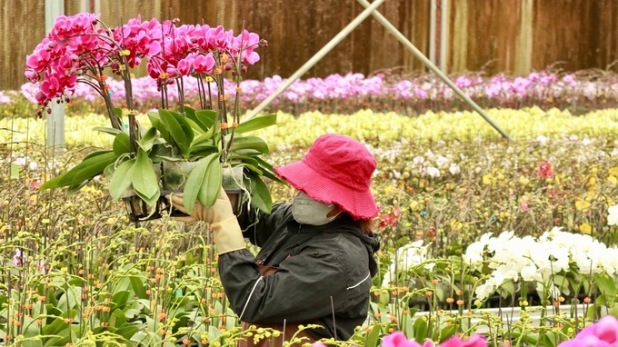 Flower villages in Lam Dong gear up for Tet - 8