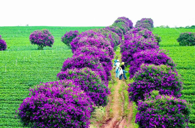 Melastome flowers blooming at Lam Dong tea farm - 3