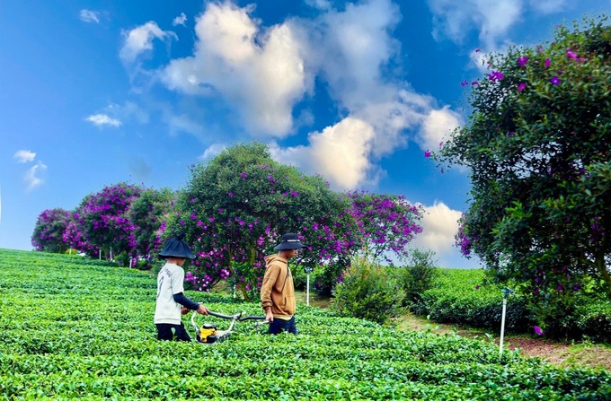 Melastome flowers blooming at Lam Dong tea farm - 7