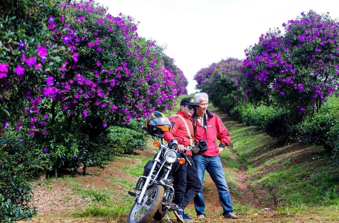 Melastome flowers blooming at Lam Dong tea farm - 4