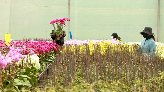 Flower villages in Lam Dong gear up for Tet - 1