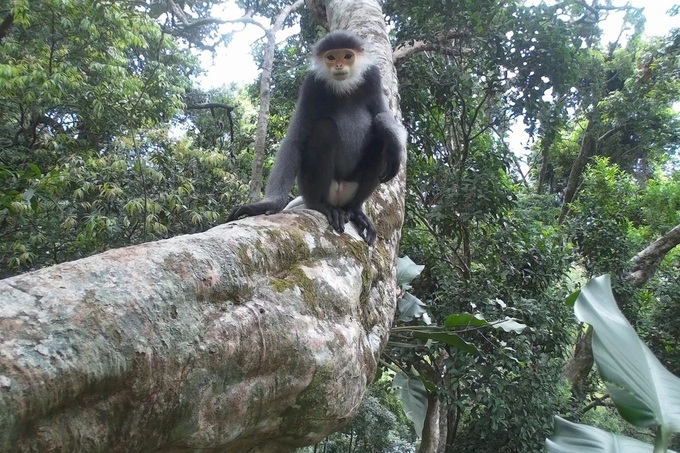 Rare animal species found in Quang Nam elephant sanctuary - 1