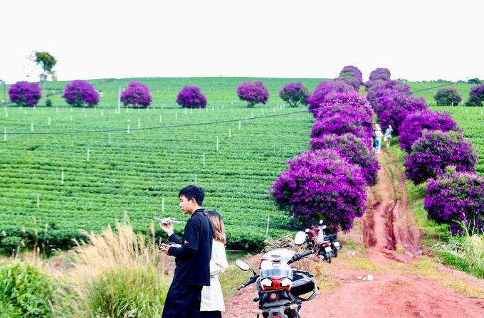 Melastome flowers blooming at Lam Dong tea farm - 5